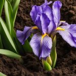 Iris care