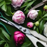 Peony care