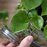 how to propagate pothos