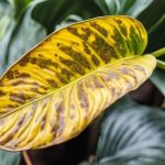 peace lily leaves turning yellow