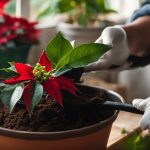poinsettia care