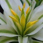 snake plant flower