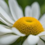 Daisy (Bellis perennis and related species)