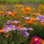 Daisy companion plants