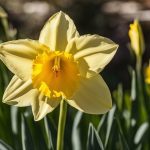 Yellow daffodil
