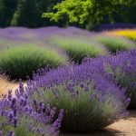 lavender plant companions