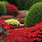 poinsettia companion plants