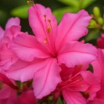 Azalea