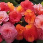 Begonia