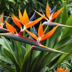 Bird of Paradise companion plants