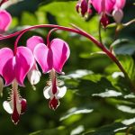 Bleeding Heart (Dicentra)