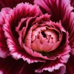 Carnation