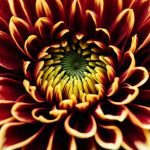 Chrysanthemum