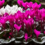 Cyclamen companion plants