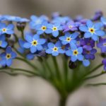 Forget-Me-Not (Myosotis)