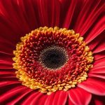 Gerbera Daisy