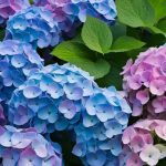 Hydrangea