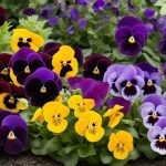 Pansy companion plants