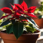 Poinsettia