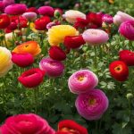 Ranunculus companion plants