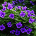 Violet
