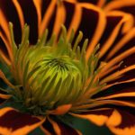 marigold flower
