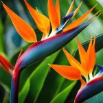 Bird of Paradise (Strelitzia reginae)
