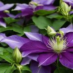 Clematis flowers
