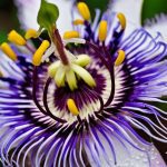 Passionflower (Passiflora)