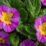 Primrose (Primula)